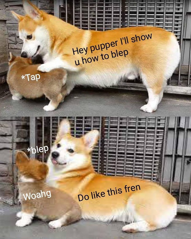 *Tap Hey pupper I'll show u how to blep *blep Woahg Do like this fren