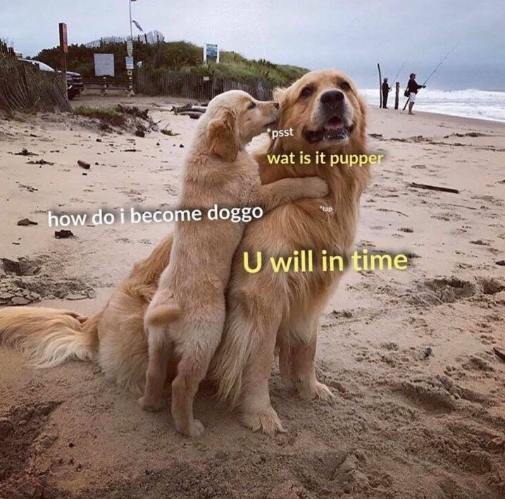 how do i become doggo psst wat is it pupper U will in time