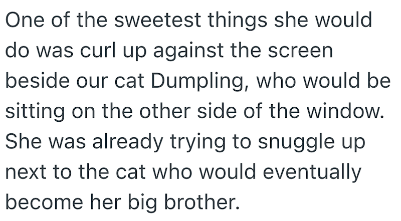 One of the sweetest things she would do was curl up against the screen beside our cat Dumpling, who would be sitting on the other side of the window. She was already trying to snuggle up next to the cat who would eventually become her big brother.
