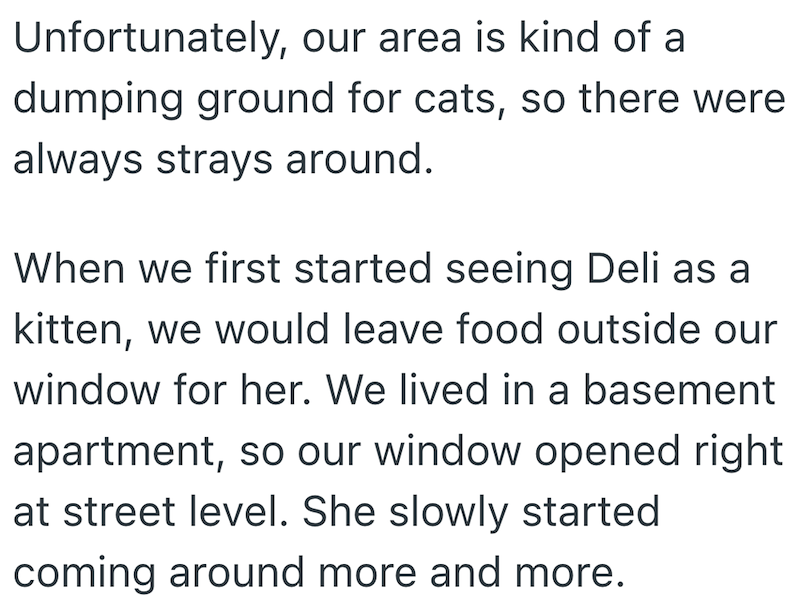 Unfortunately, our area is kind of a dumping ground for cats, so there were always strays around. When we first started seeing Deli as a kitten, we would leave food outside our window for her. We lived in a basement apartment, so our window opened right at street level. She slowly started coming around more and more.