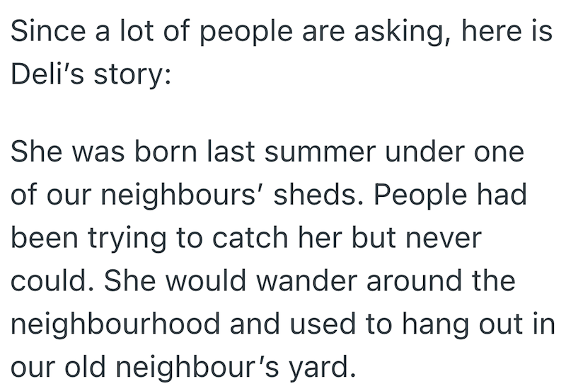 Since a lot of people are asking, here is Deli's story: She was born last summer under one of our neighbours' sheds. People had been trying to catch her but never could. She would wander around the neighbourhood and used to hang out in our old neighbour's yard.