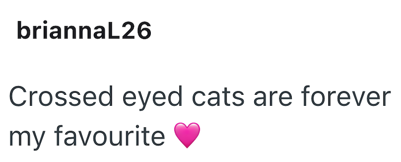 briannaL26 Crossed eyed cats are forever my favourite