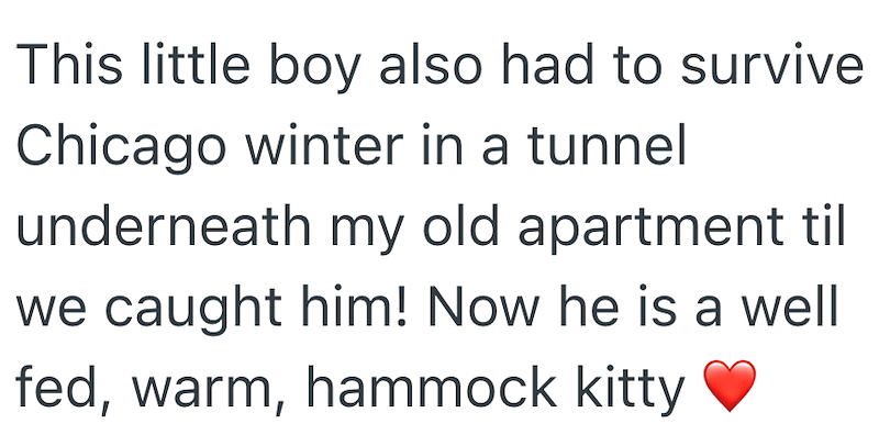 This little boy also had to survive Chicago winter in a tunnel underneath my old apartment til we caught him! Now he is a well fed, warm, hammock kitty