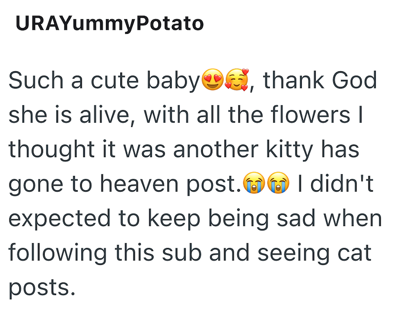URAYummyPotato Such a cute baby, thank God she is alive, with all the flowers I thought it was another kitty has gone to heaven post. I didn't expected to keep being sad when following this sub and seeing cat posts.