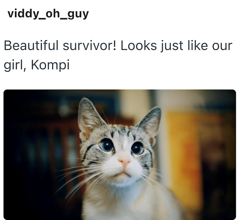 viddy_oh_guy Beautiful survivor! Looks just like our girl, Kompi
