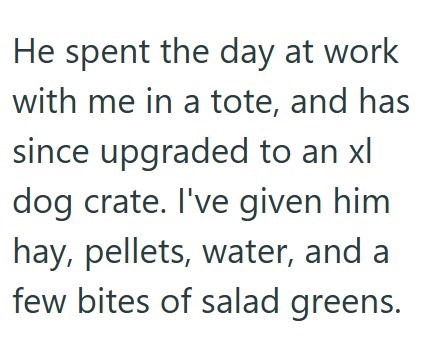 He spent the day at work with me in a tote, and has since upgraded to an xl dog crate. I've given him hay, pellets, water, and a few bites of salad greens.
