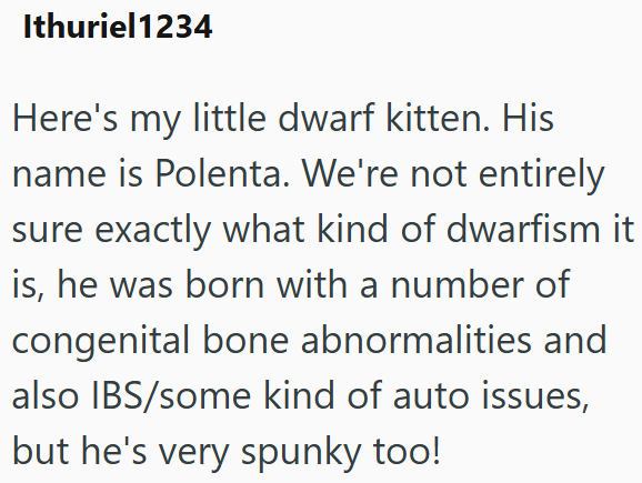 Ithuriel1234 Here's my little dwarf kitten. His name is Polenta. We're not entirely sure exactly what kind of dwarfism it is, he was born with a number of congenital bone abnormalities and also IBS/some kind of auto issues, but he's very spunky too!