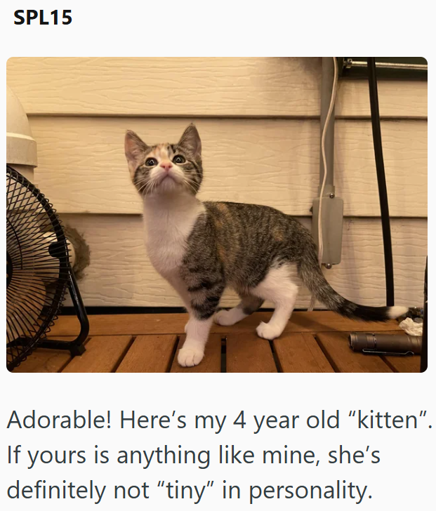 SPL15 Adorable! Here's my 4 year old “kitten”. If yours is anything like mine, she's definitely not "tiny" in personality.