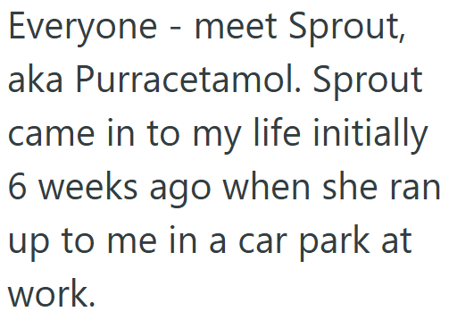 Everyone meet Sprout, aka Purracetamol. Sprout came in to my life initially 6 weeks ago when she ran up to me in a car park at work.