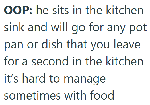 OOP: he sits in the kitchen sink and will go for any pot pan or dish that you leave for a second in the kitchen it's hard to manage sometimes with food