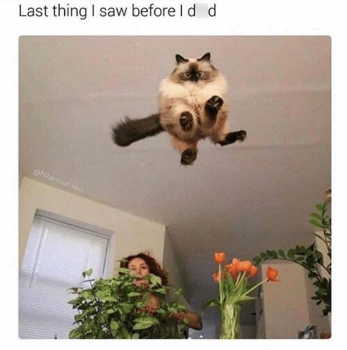 Last thing I saw before I d d @hilarious.ted