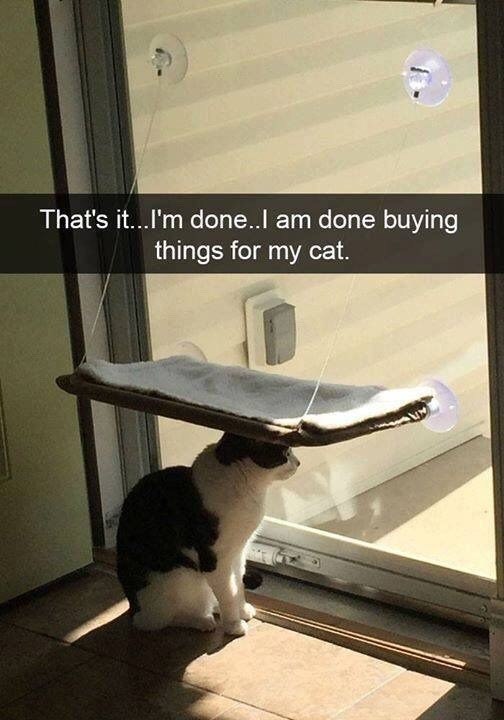 That's it...I'm done..I am done buying things for my cat.