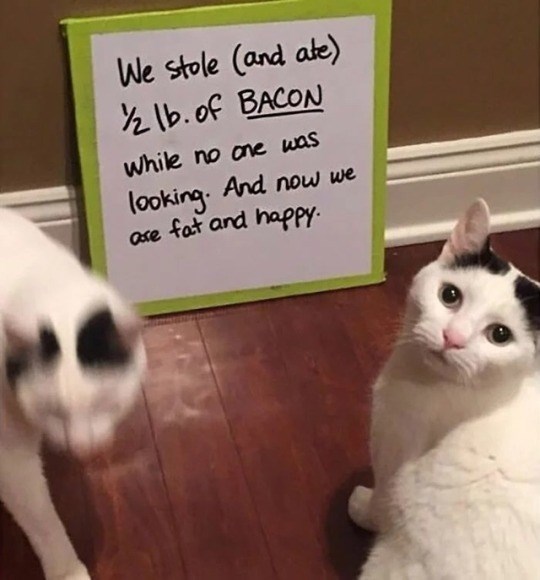 We stole (and ate) ½ lb. of BACON While no one was looking. And now we are fat and happy.