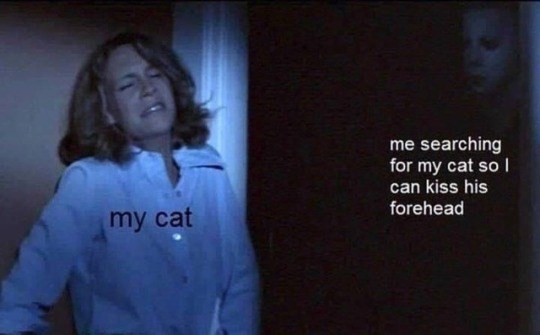 my cat me searching for my cat sol can kiss his forehead