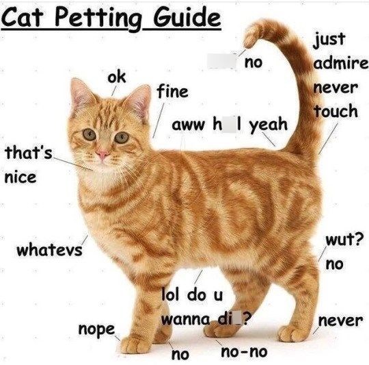 Cat Petting Guide that's nice whatevs no ok fine aww h I yeah Tol do u just admire never touch wut? no wanna di ? never nope no no-no