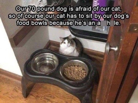 Our 70 pound dog is afraid of our cat, so of course our cat has to sit by our dog's food bowls because he's an ah le.