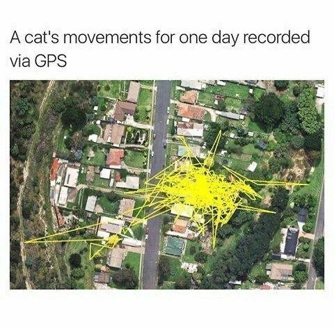 A cat's movements for one day recorded via GPS