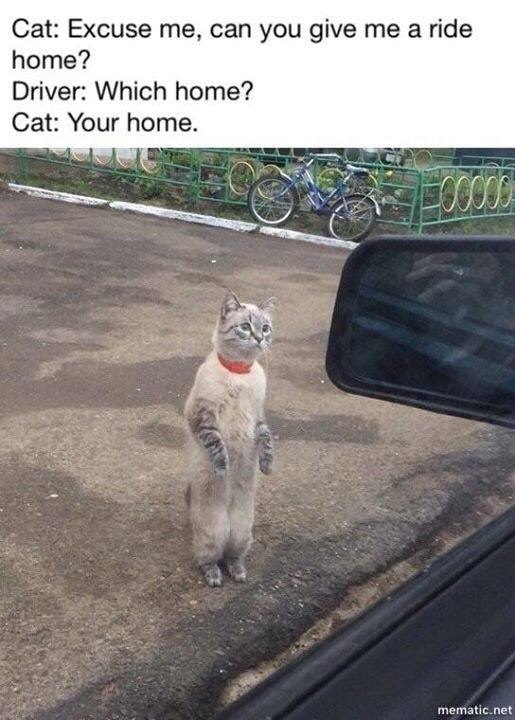 Cat: Excuse me, can you give me a ride home? Driver: Which home? Cat: Your home. 00000 mematic.net