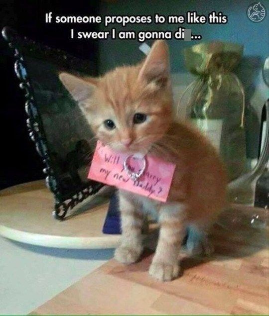 If someone proposes to me like this I swear I am gonna di ... Will my neddy? Jarry