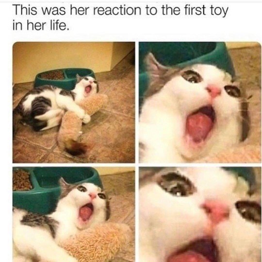 This was her reaction to the first toy in her life.