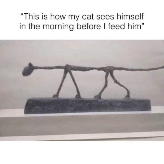 "This is how my cat sees himself in the morning before I feed him"
