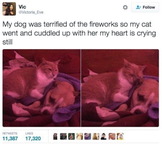 Vic @Victoria_Eve Follow My dog was terrified of the fireworks so my cat went and cuddled up with her my heart is crying still RETWEETS 11,387 LIKES 17,320