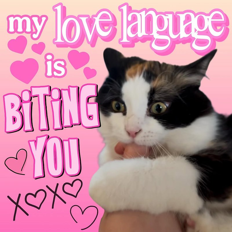 my love language is BiTiNG YOU хохо