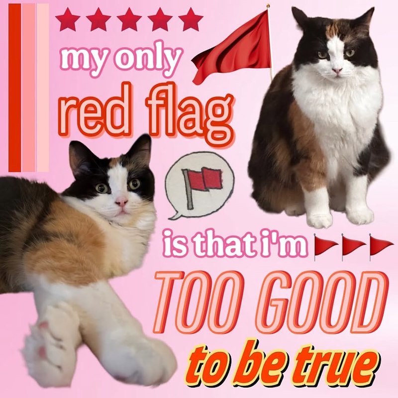 my only red flag is that i'm ►►► TOO GOOD to be true