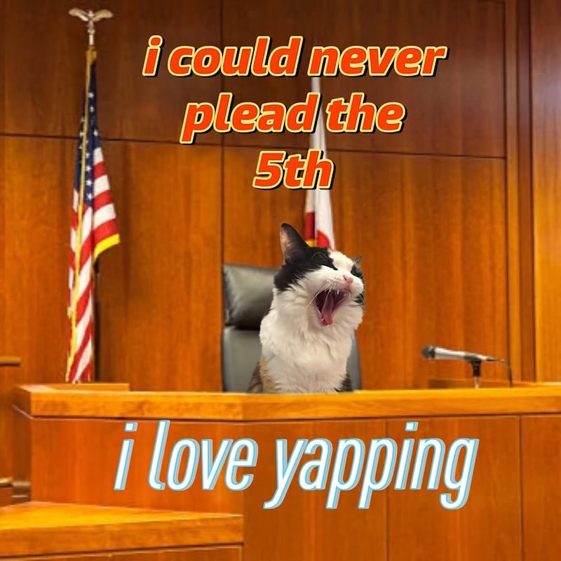 i could never plead the 5th i love yapping