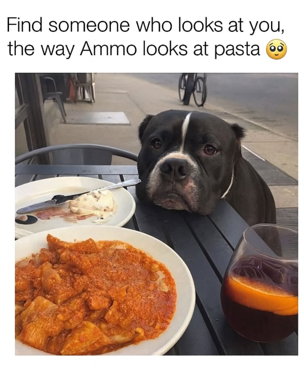 Find someone who looks at you, the way Ammo looks at pasta