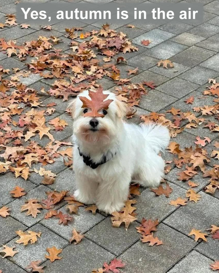 Yes, autumn is in the air