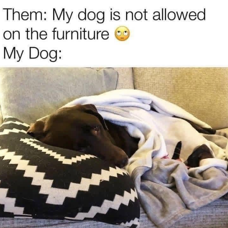 Them: My dog is not allowed. on the furniture My Dog: