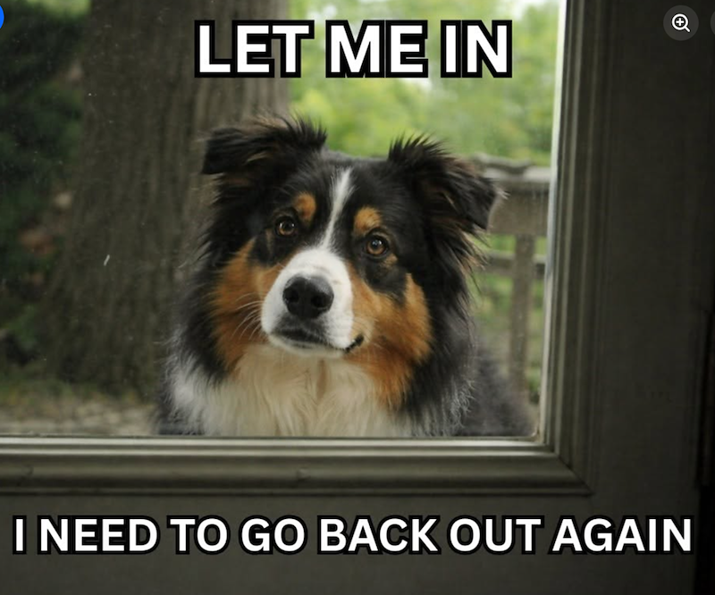 LET ME IN + I NEED TO GO BACK OUT AGAIN