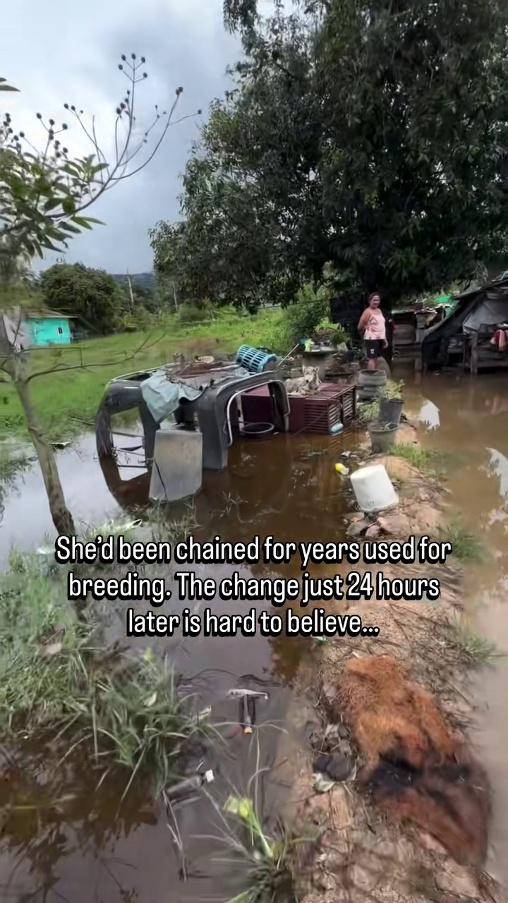 She'd been chained for years used for breeding. The change just 24 hours later is hard to believe...