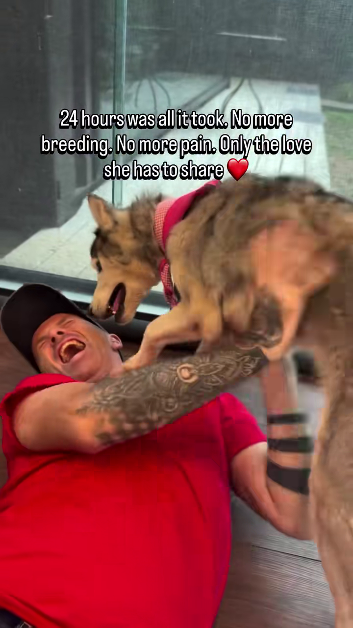 24 hours was all it took. No more breeding. No more pain. Only the love she has to share