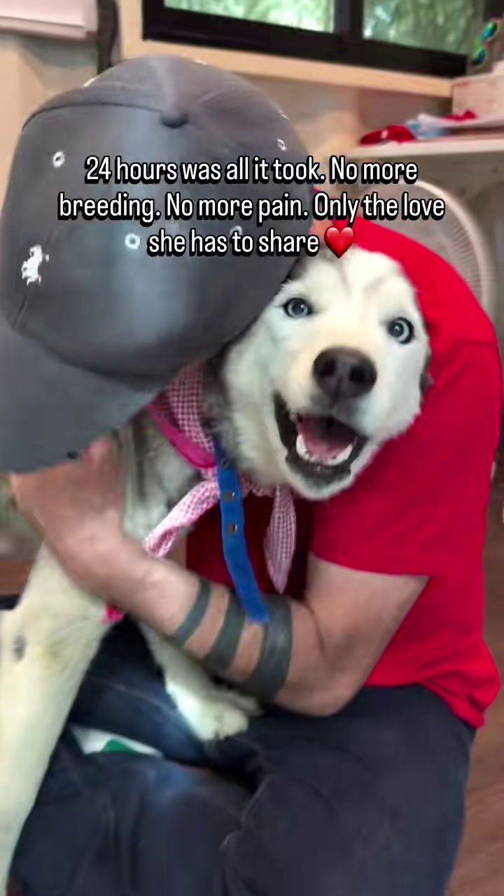24 hours was all it took. No more breeding. No more pain. Only the love she has to share