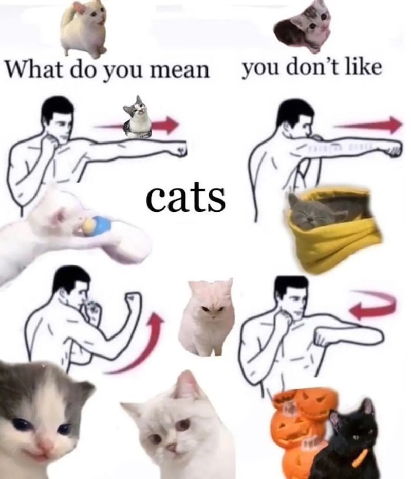 What do you mean you don't like cats