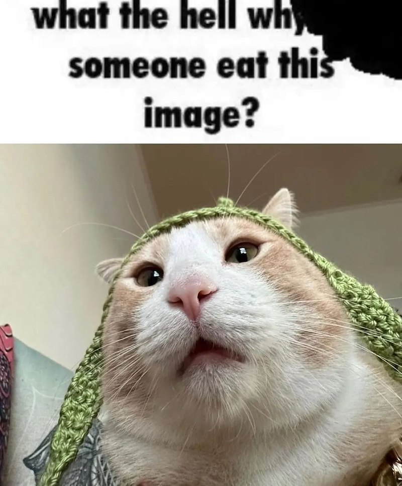 what the hell why someone eat this image?