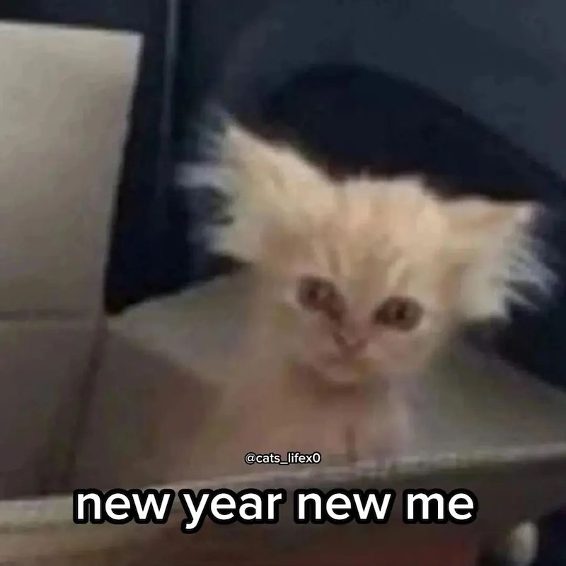 @cats_lifexo new year new me