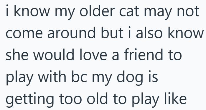 i know my older cat may not come around but i also know she would love a friend to play with bc my dog is getting too old to play like