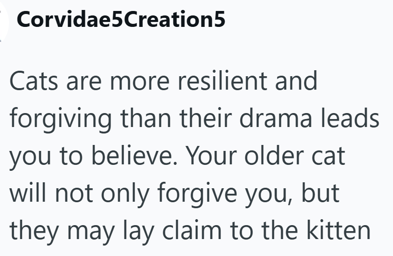 Corvidae5Creation5 Cats are more resilient and forgiving than their drama leads you to believe. Your older cat will not only forgive you, but they may lay claim to the kitten