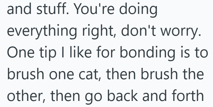 and stuff. You're doing everything right, don't worry. One tip I like for bonding is to brush one cat, then brush the other, then go back and forth