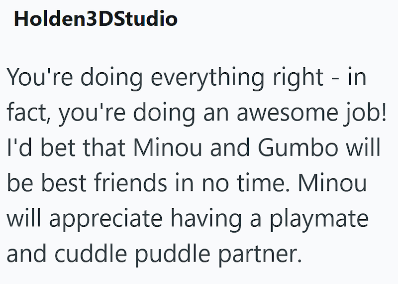 Holden3DStudio You're doing everything right - in fact, you're doing an awesome job! I'd bet that Minou and Gumbo will be best friends in no time. Minou will appreciate having a playmate and cuddle puddle partner.
