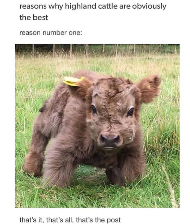 reasons why highland cattle are obviously the best reason number one: that's it, that's all, that's the post