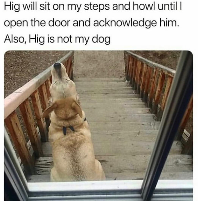 Hig will sit on my steps and howl until I open the door and acknowledge him. Also, Hig is not my dog