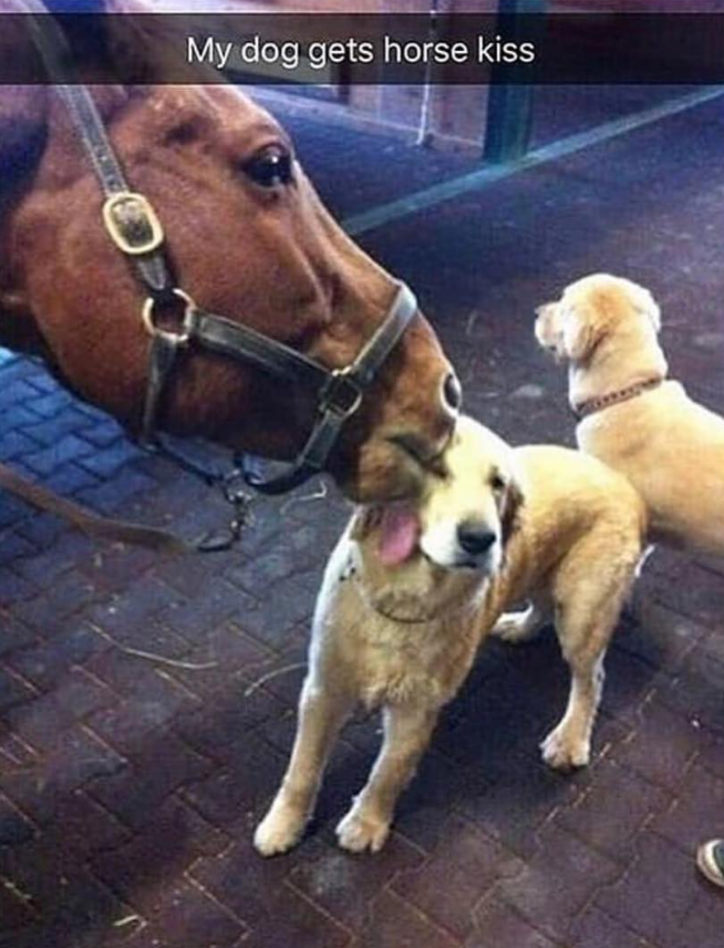 My dog gets horse kiss