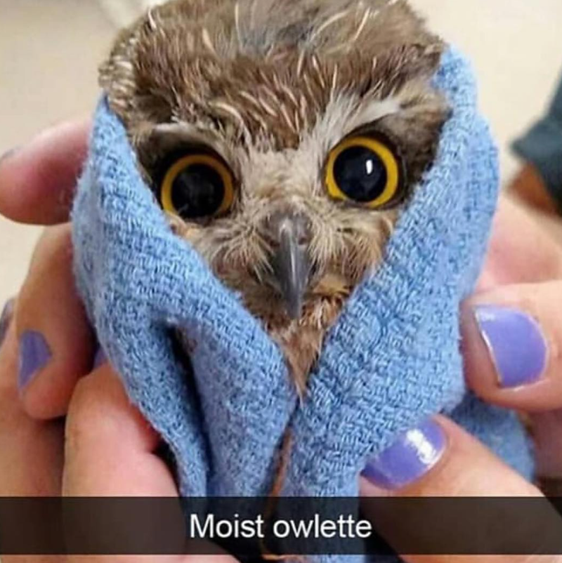 Moist owlette
