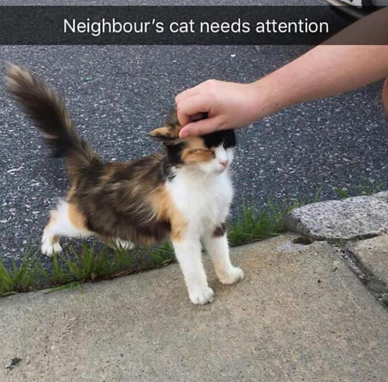 Neighbour's cat needs attention