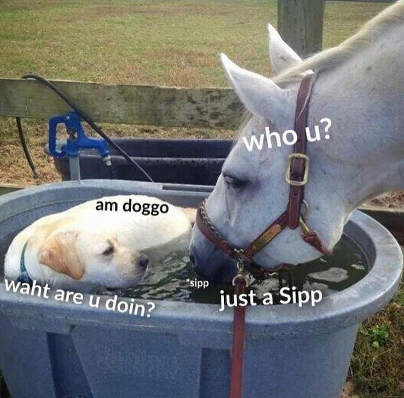am doggo who u? waht are u doin? sipp just a Sipp