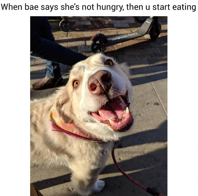 When bae says she's not hungry, then u start eating @funpawcare